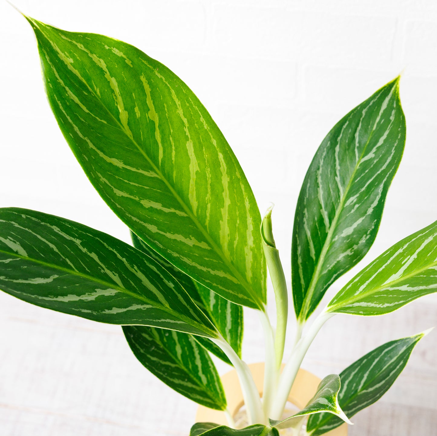 アグラオネマホワイトステム