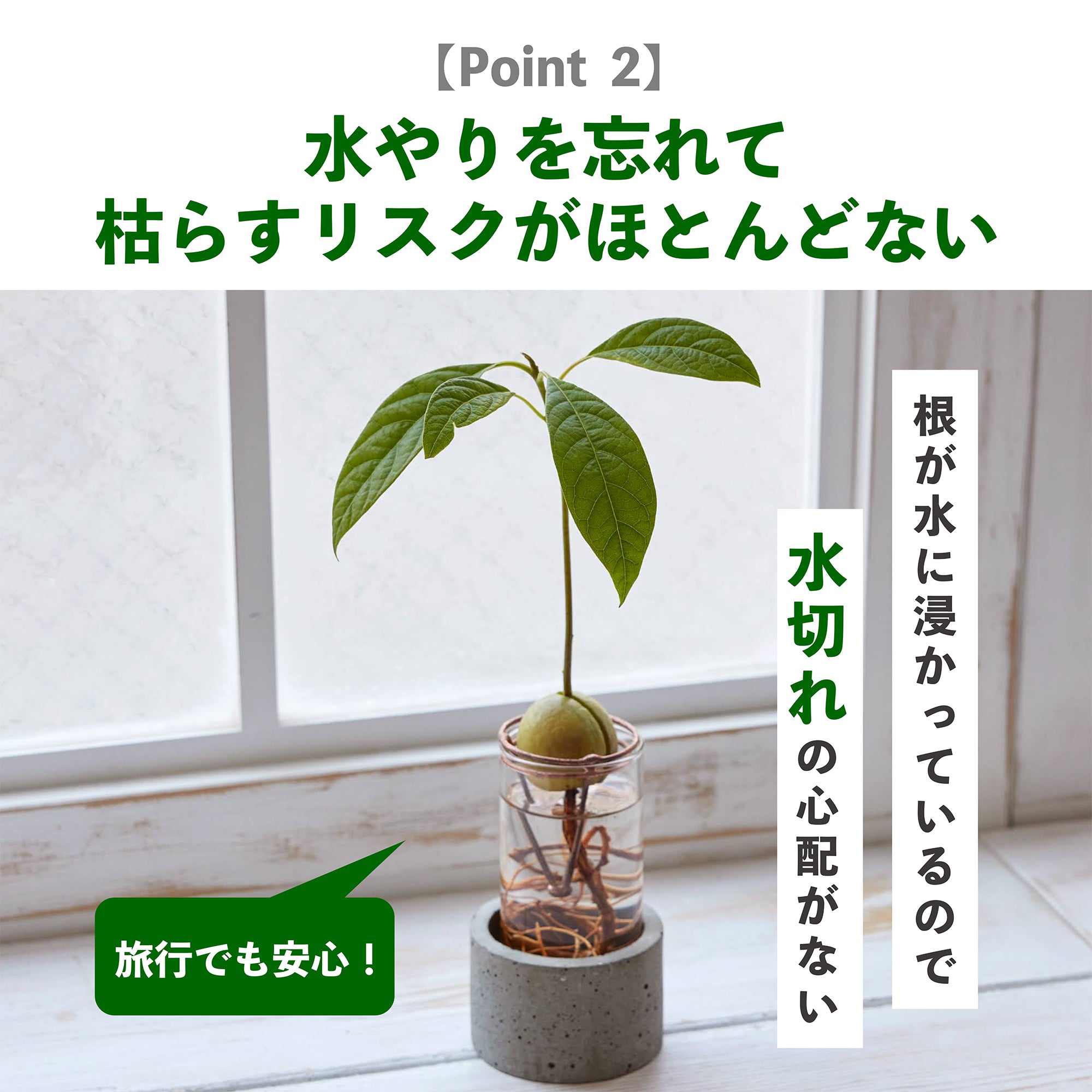 アボカドの種の水耕栽培