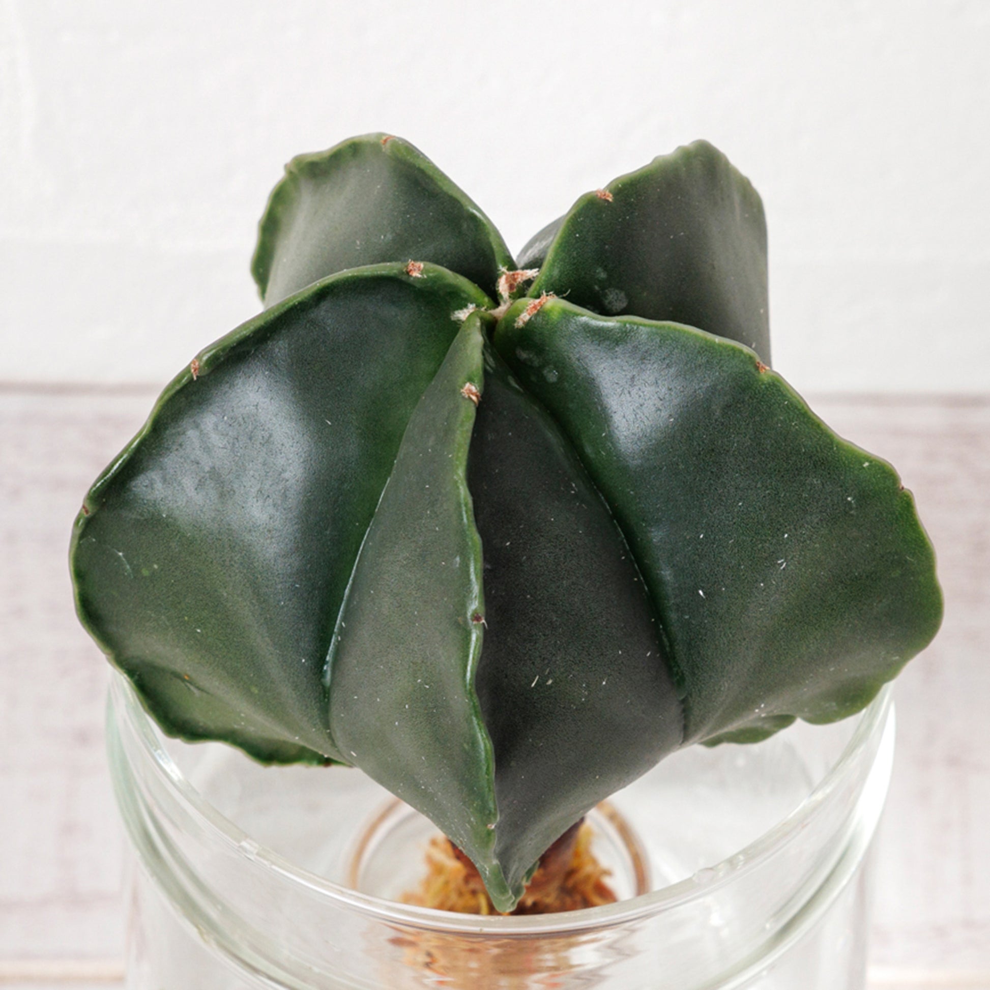 アストロフィツムヘキランの水耕栽培