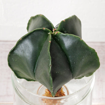 アストロフィツムヘキランの水耕栽培