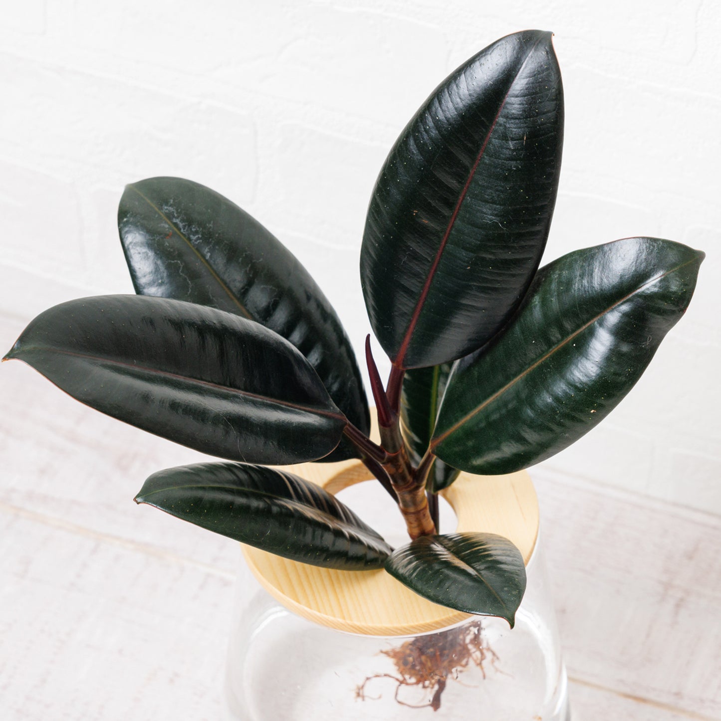 フィカスバーガンディー