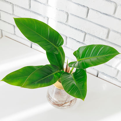 フィロデンドロンインペリアルグリーンの水耕栽培