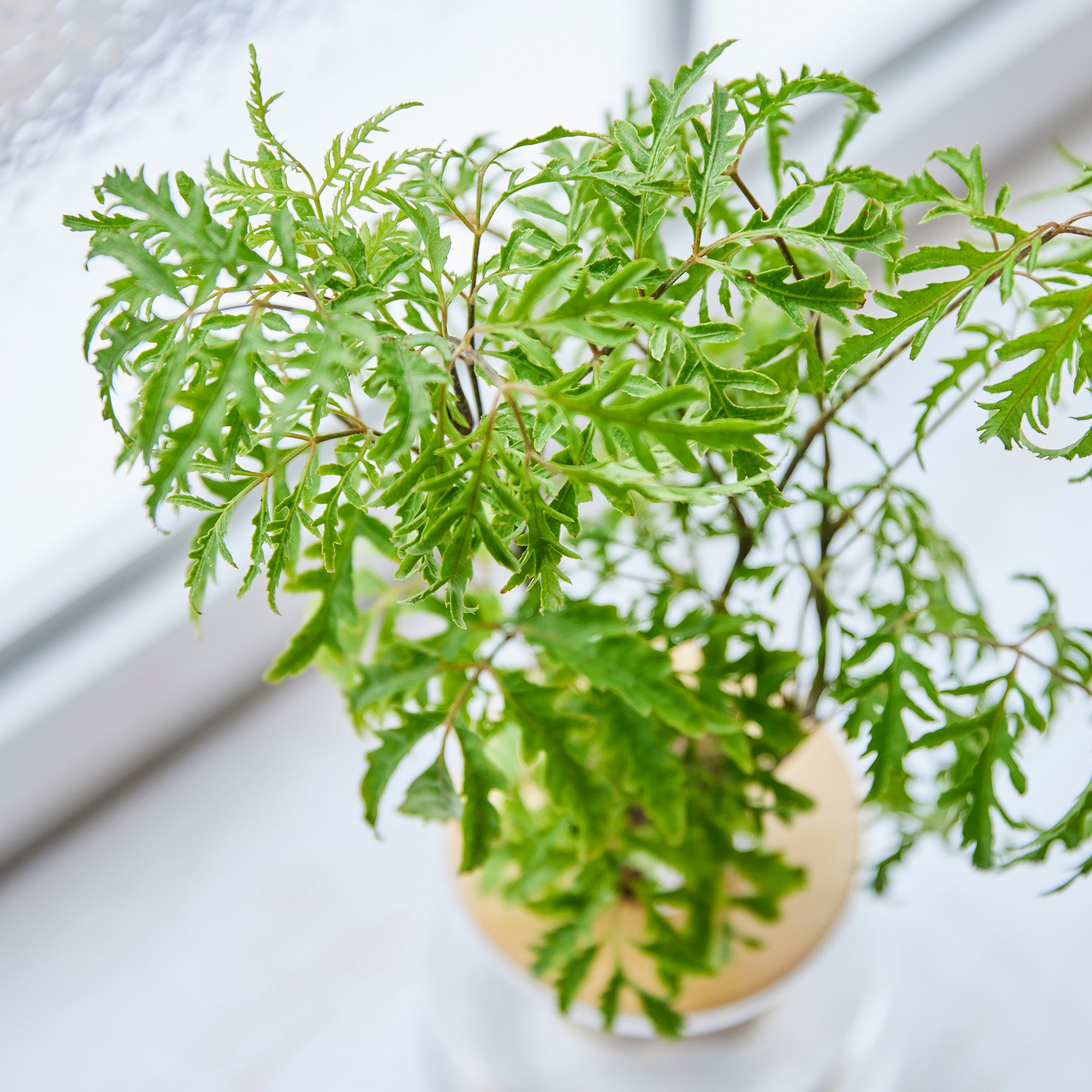 ポリシャス フィリシフォリア｜水耕栽培の観葉植物 – WOOTANG 水耕栽培