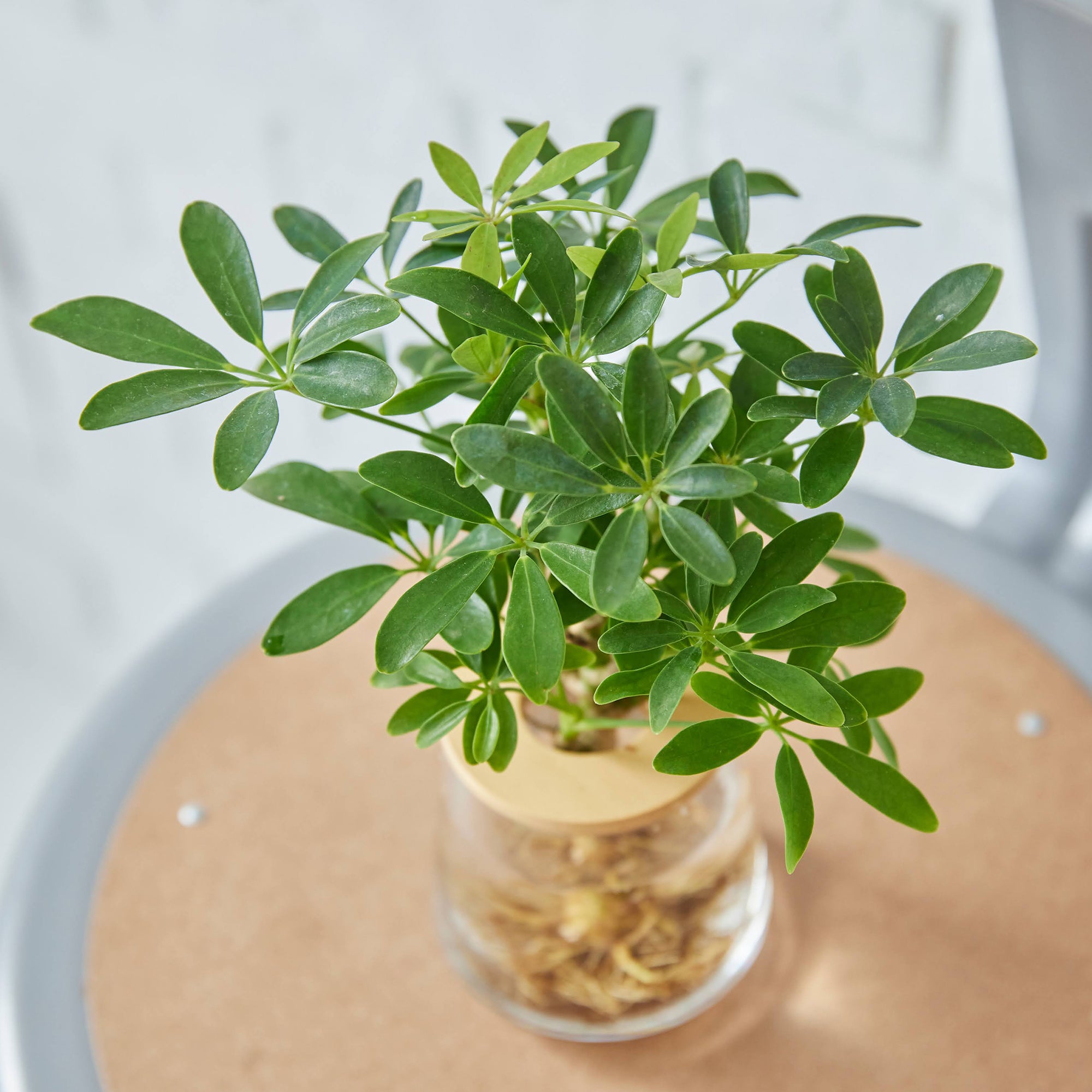シェフレラ（カポック）｜水耕栽培の観葉植物 – WOOTANG 水耕栽培の