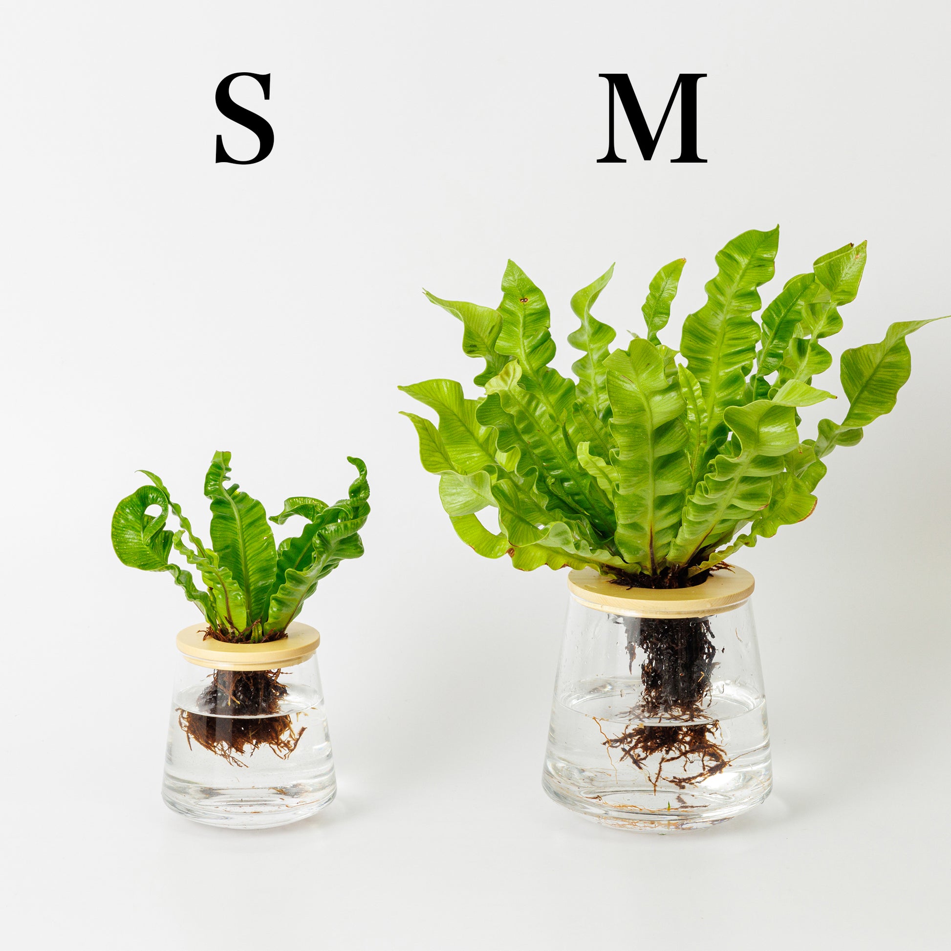 アスプレニウム（アビス）の水耕栽培