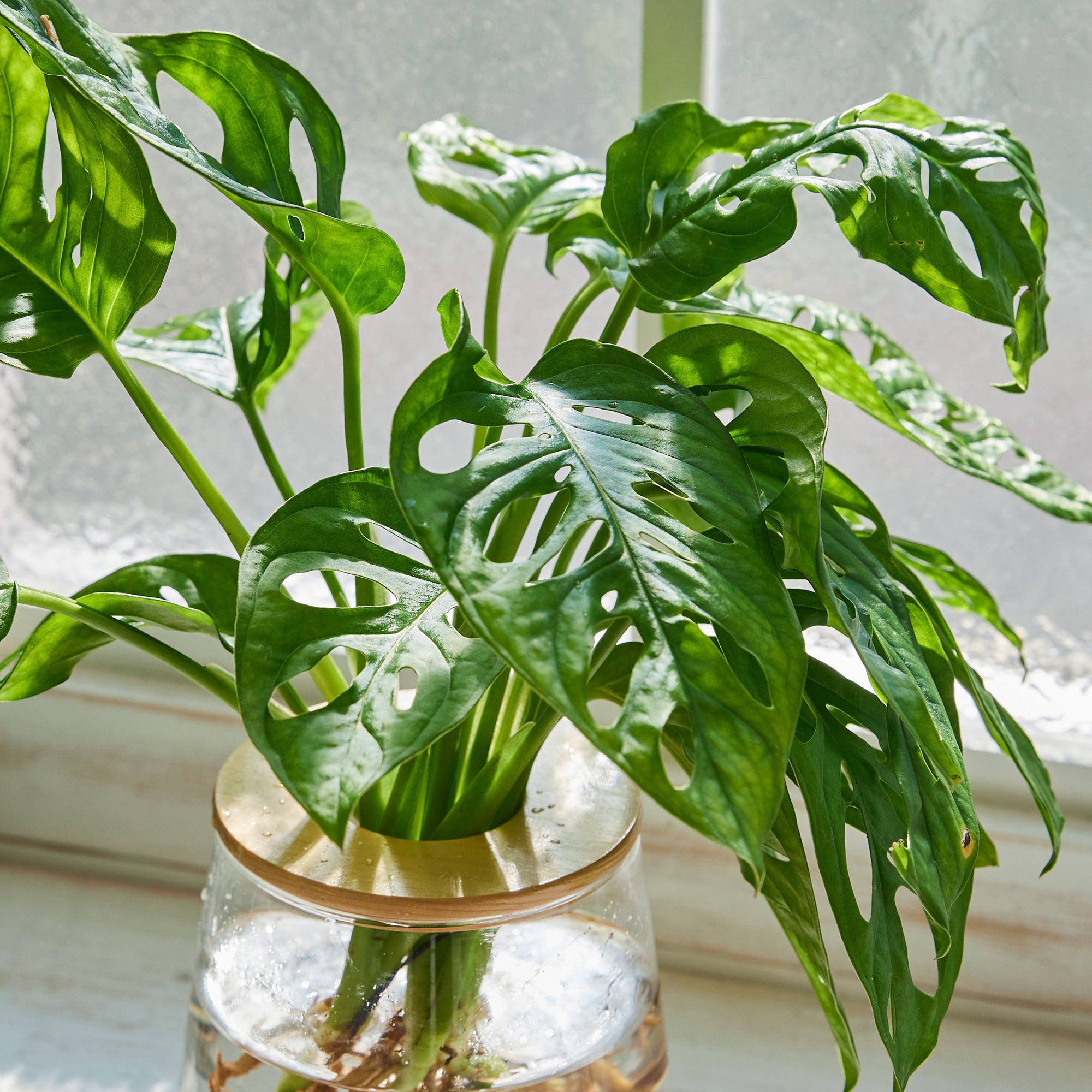 マドカズラ（観葉植物
） マドカズラ｜水耕栽培の観葉植物 – WOOTANG 水耕栽培の観葉植物