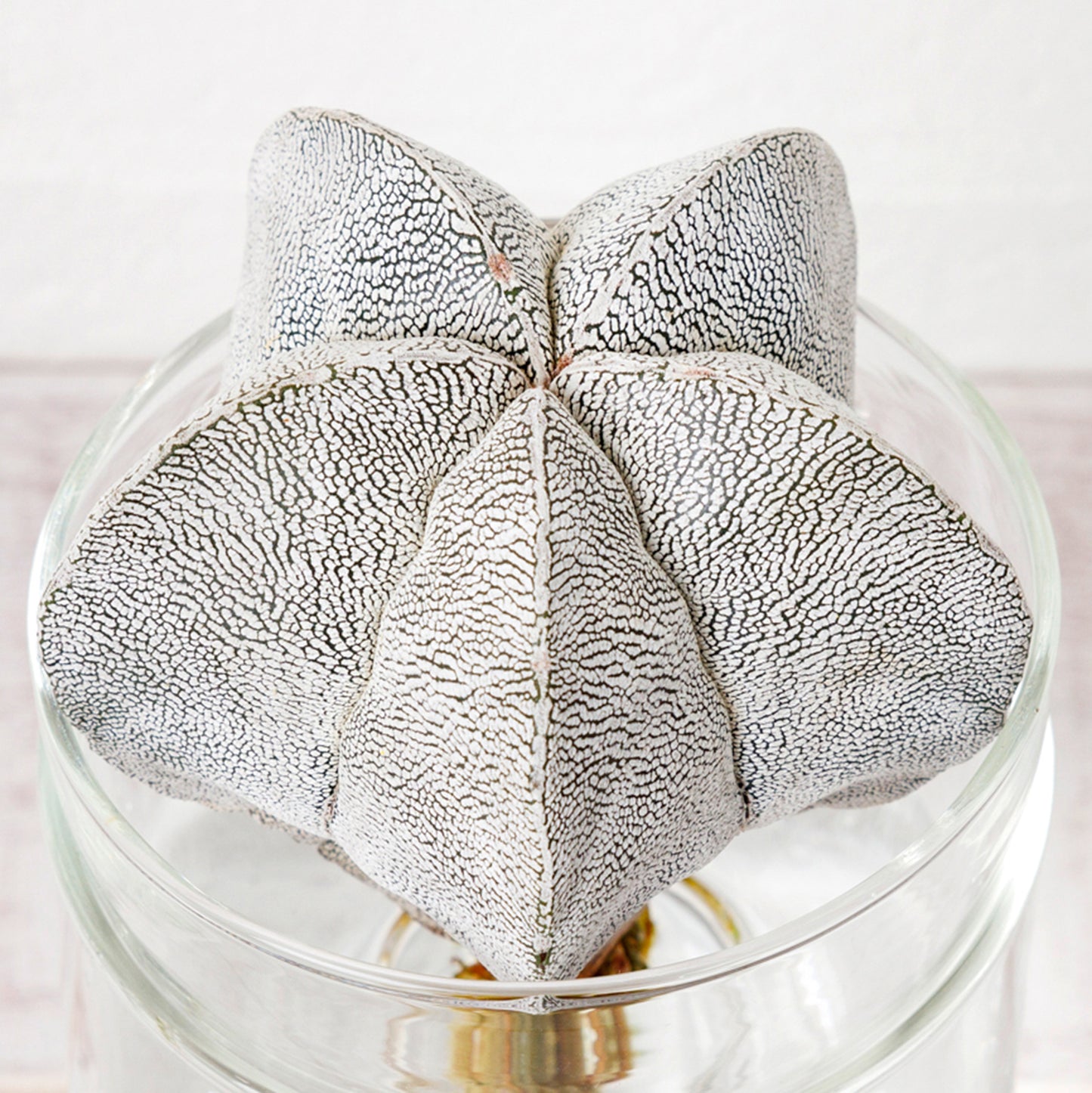 アストロフィツム恩塚ランポーの水耕栽培