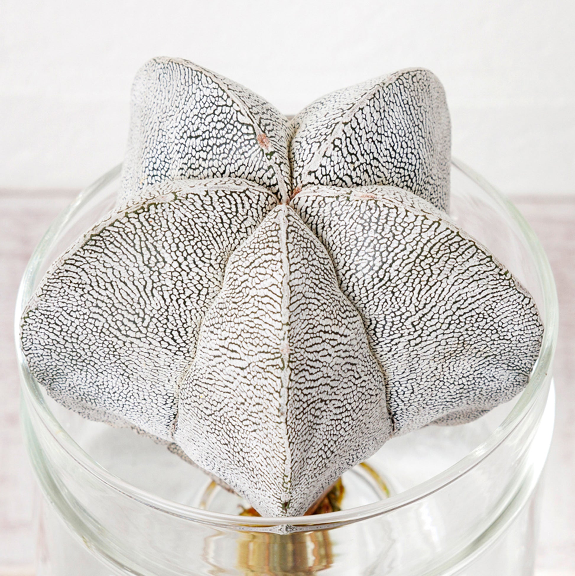 アストロフィツム恩塚ランポーの水耕栽培