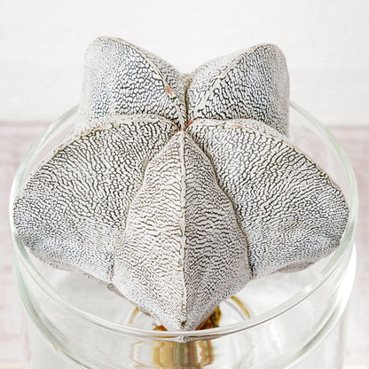 アストロフィツム恩塚ランポーの水耕栽培