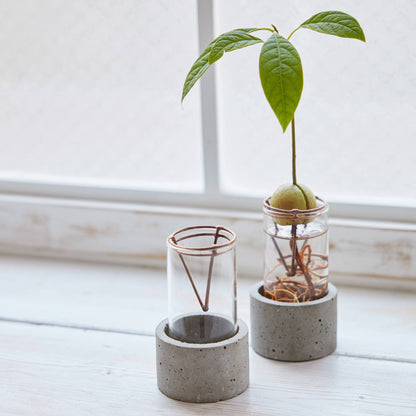 アボカド栽培Vase（限定バージョン）