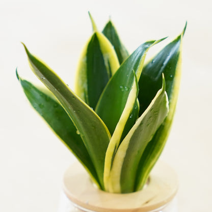 サンスベリア ハニーバニー