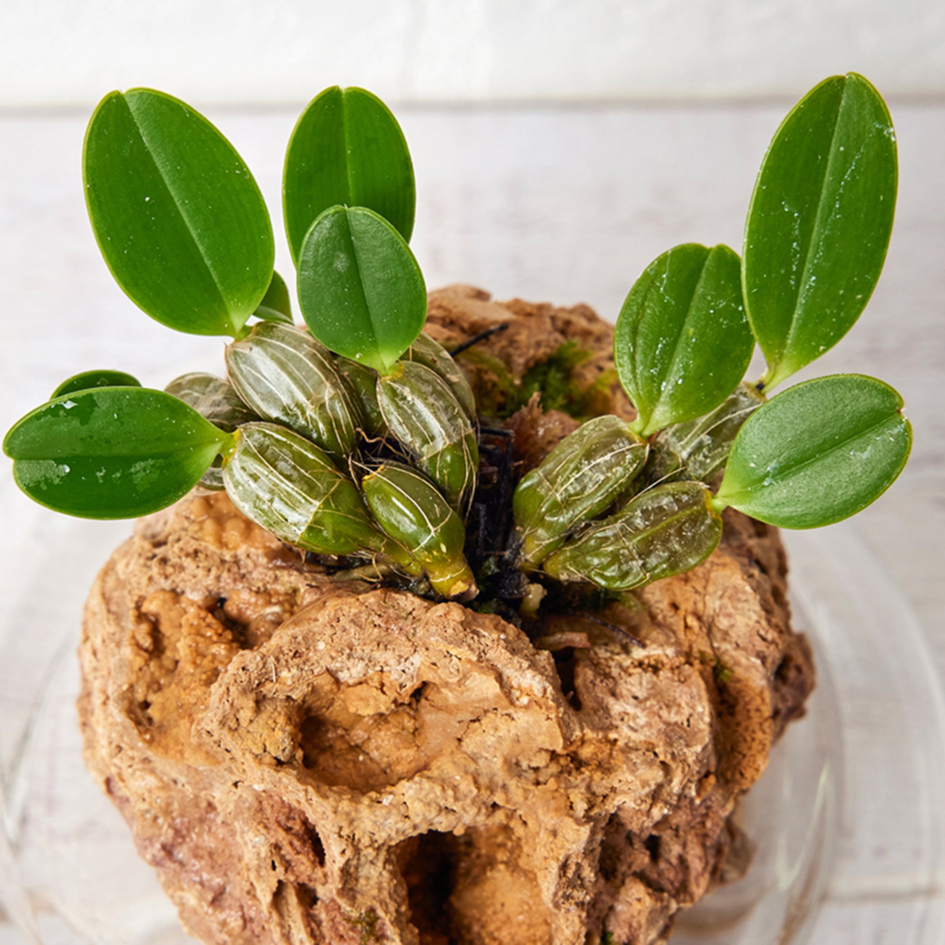 デンドロビューム ジェンキンシー