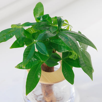 パキラ｜水耕栽培