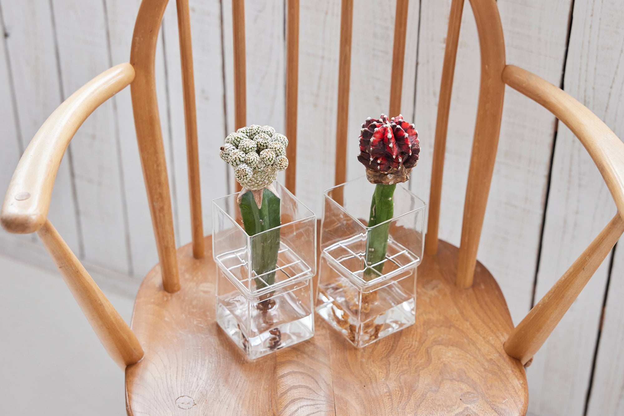 サボテンの水耕栽培