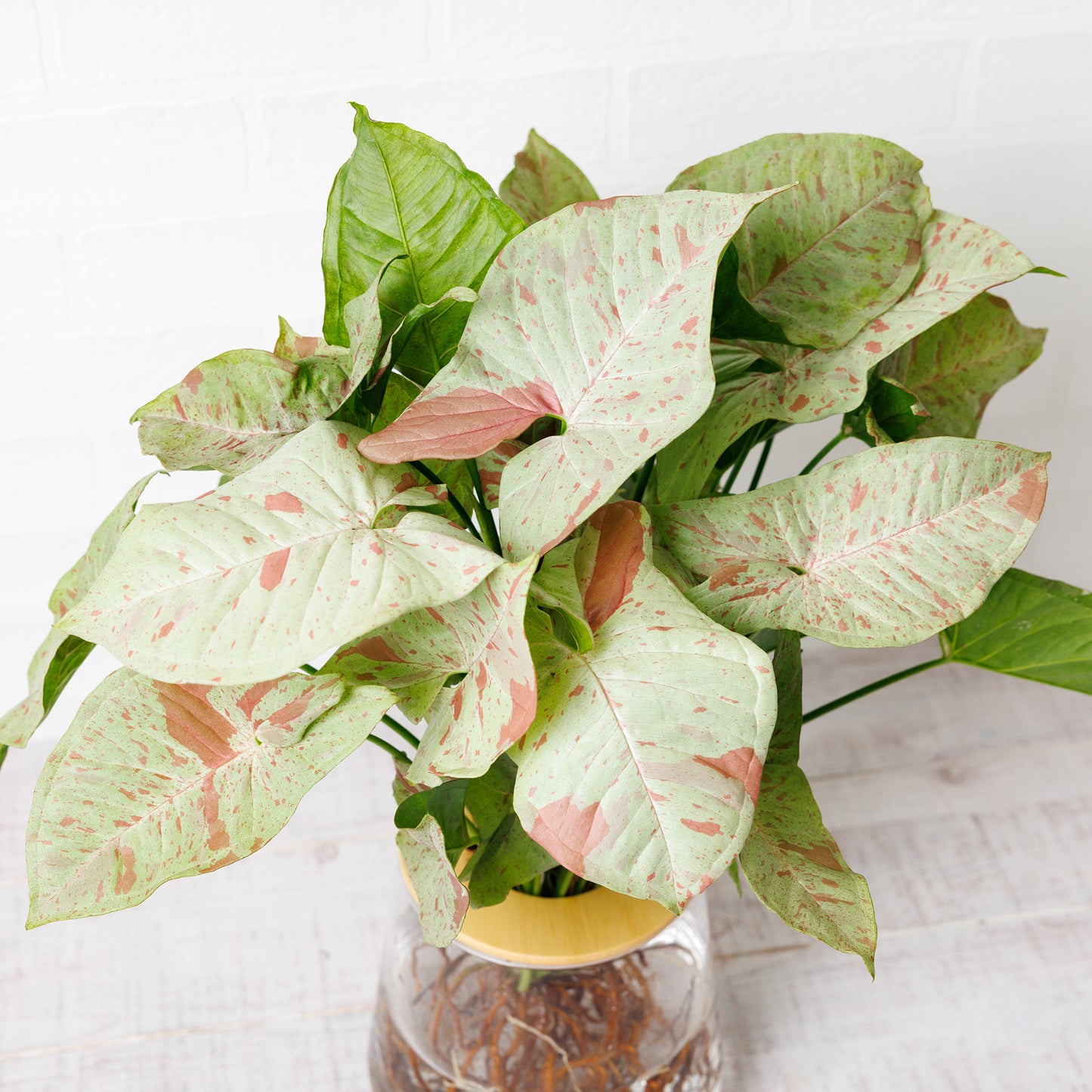 シンゴニウムコンフェッティ