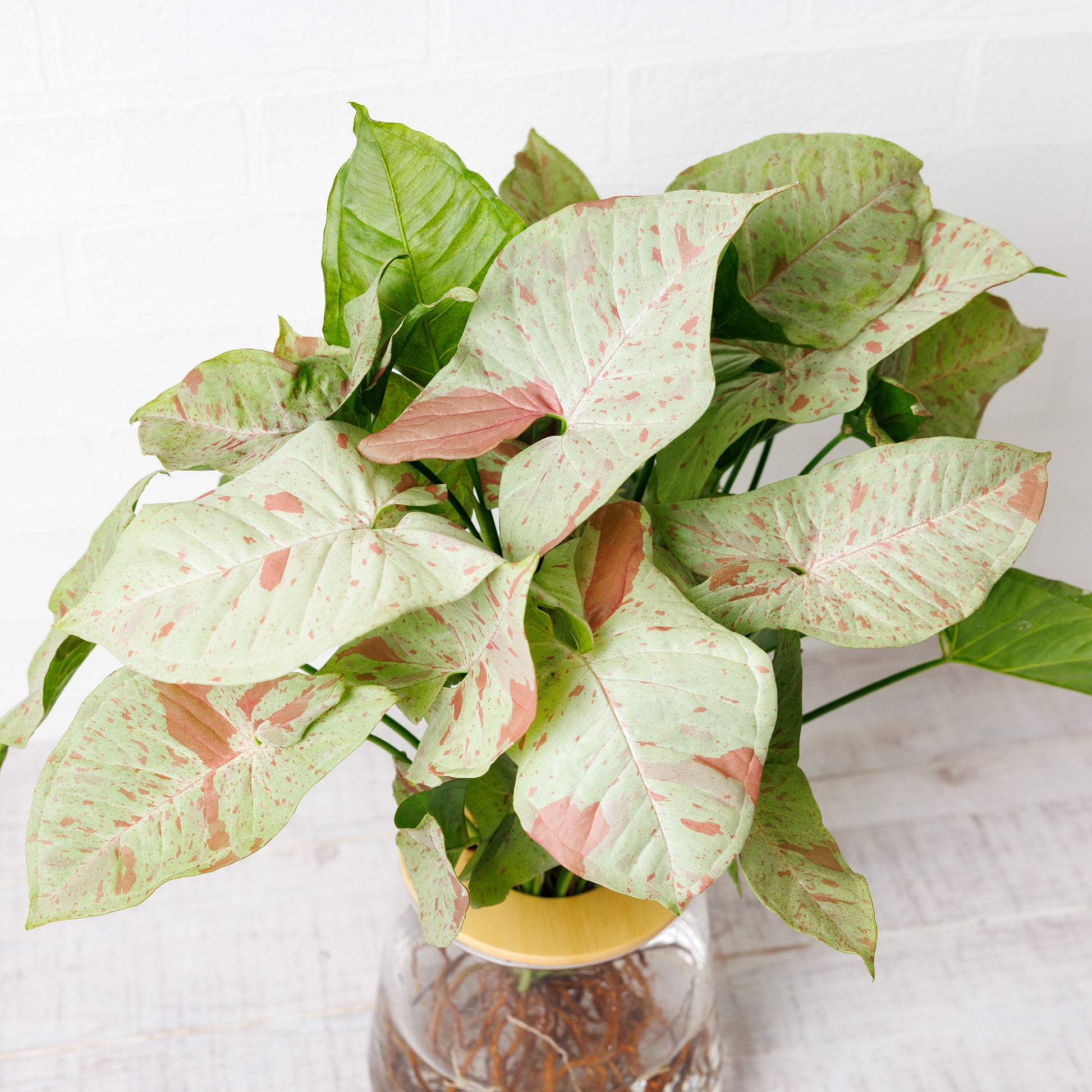 シンゴニウムコンフェッティ