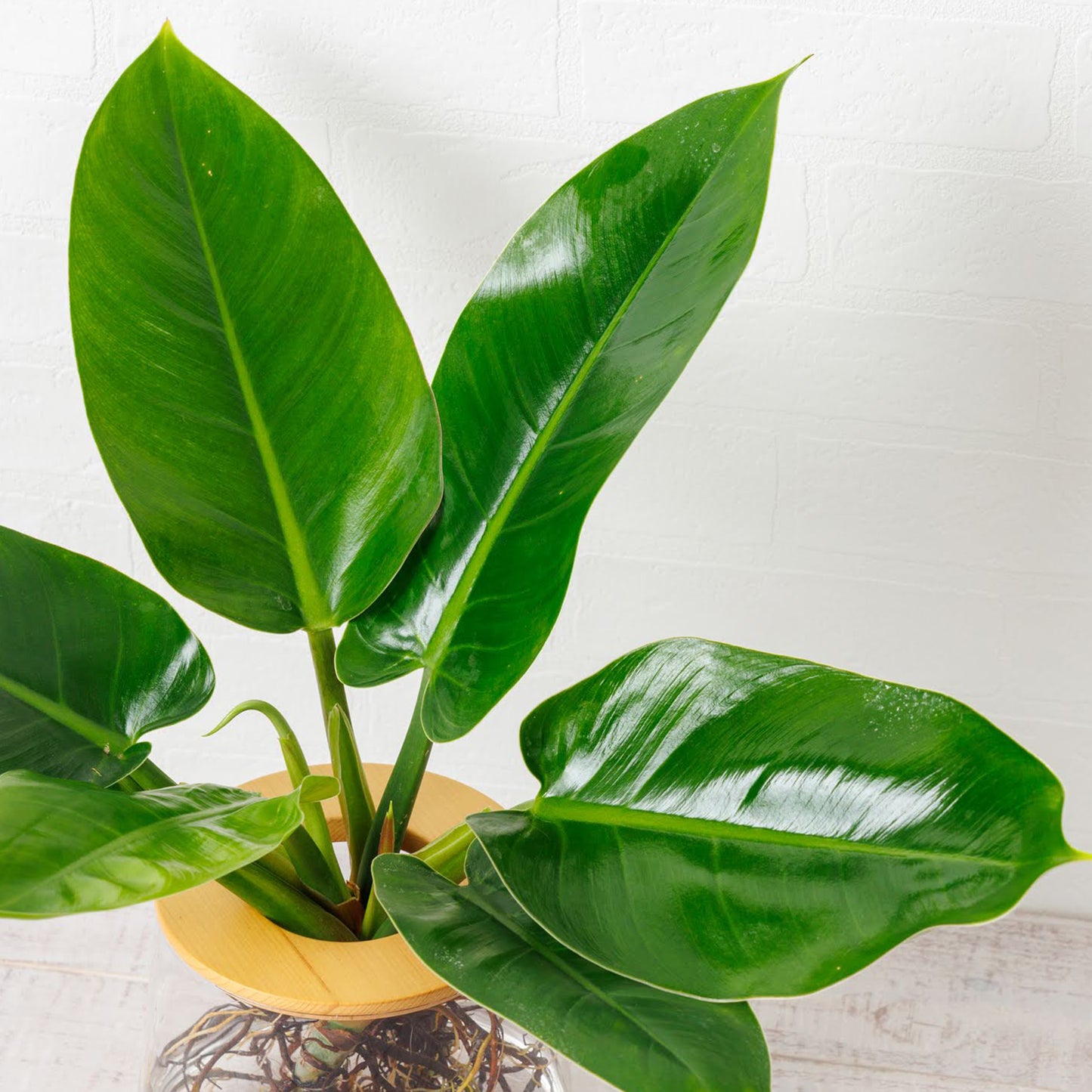 フィロデンドロン