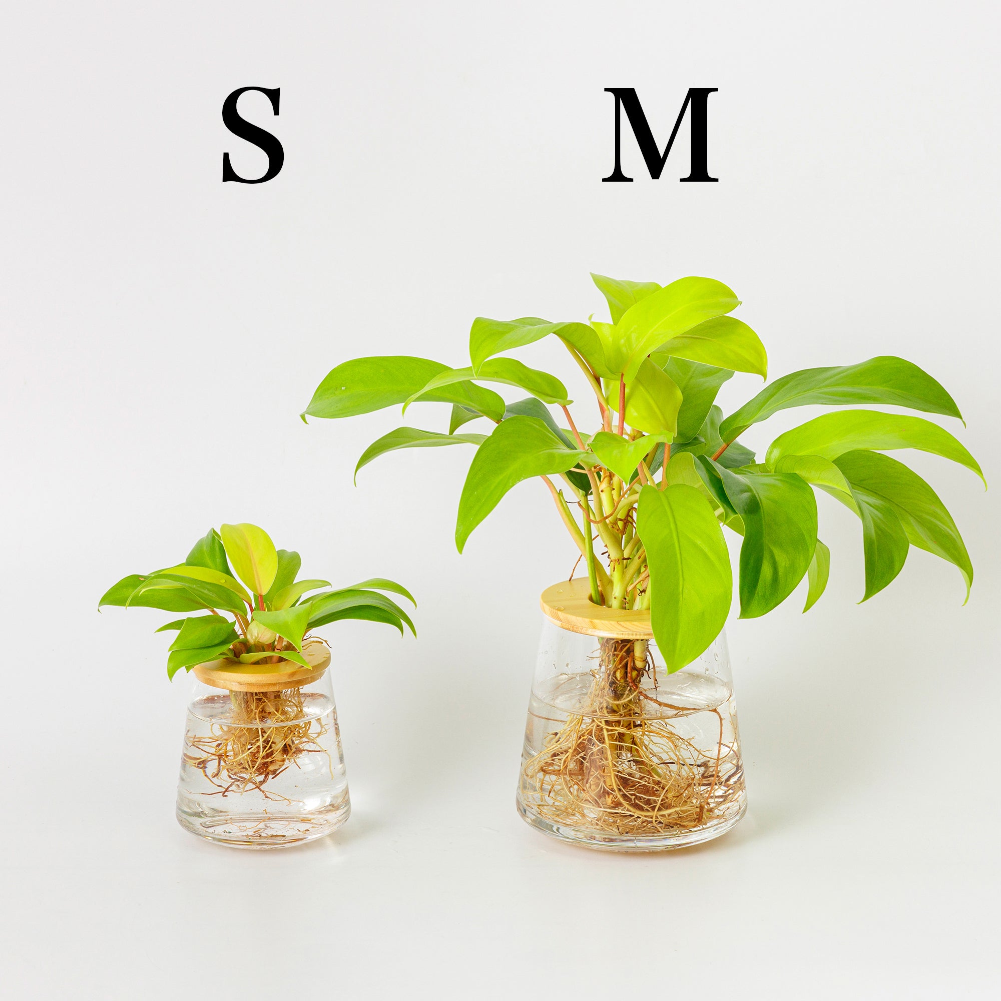 フィロデンドロン レモンライム｜水耕栽培の観葉植物 – WOOTANG 水耕