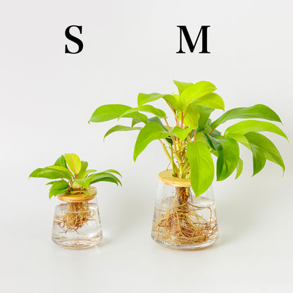 フィロデンドロンの水耕栽培