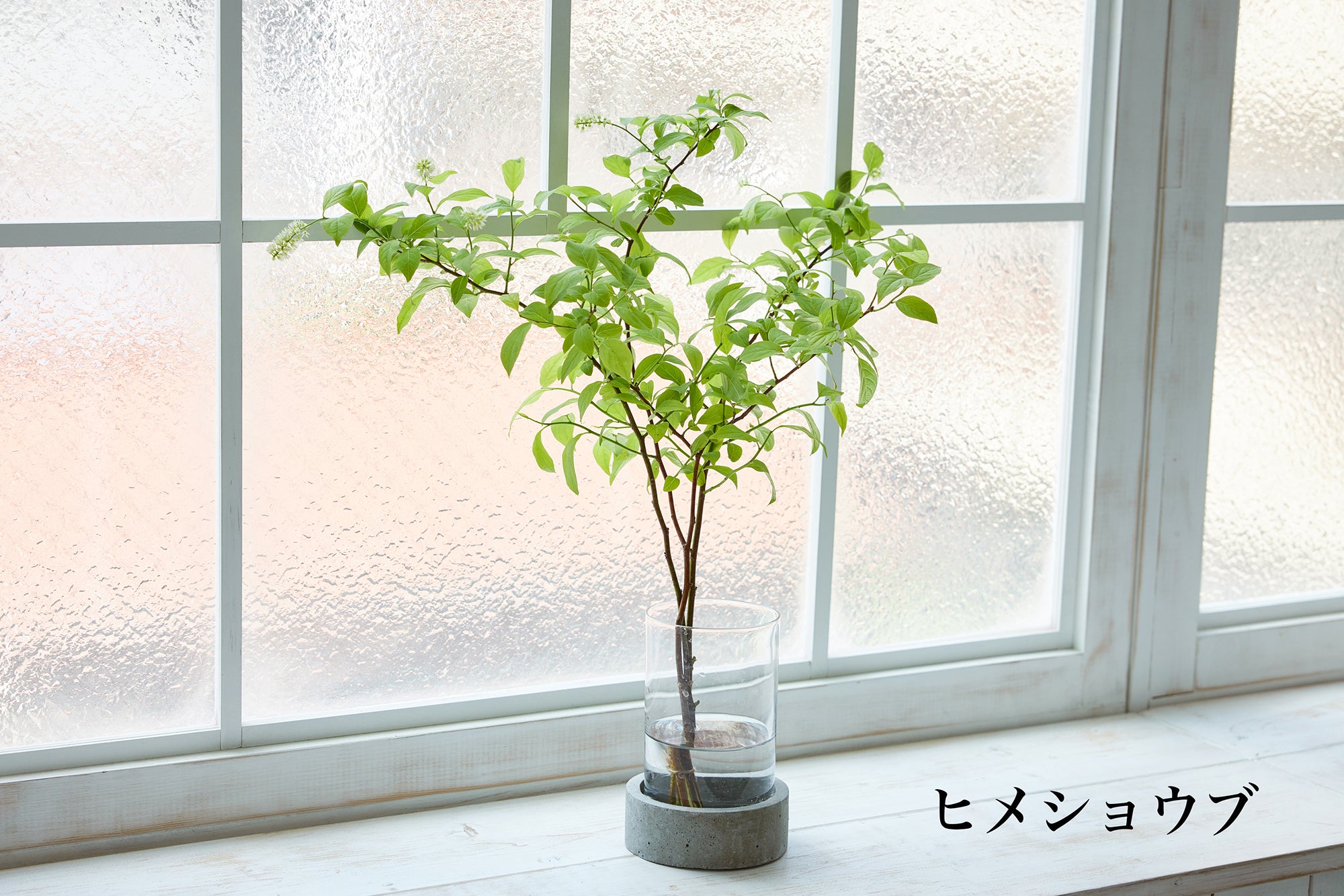 ヒメショウブの枝もの