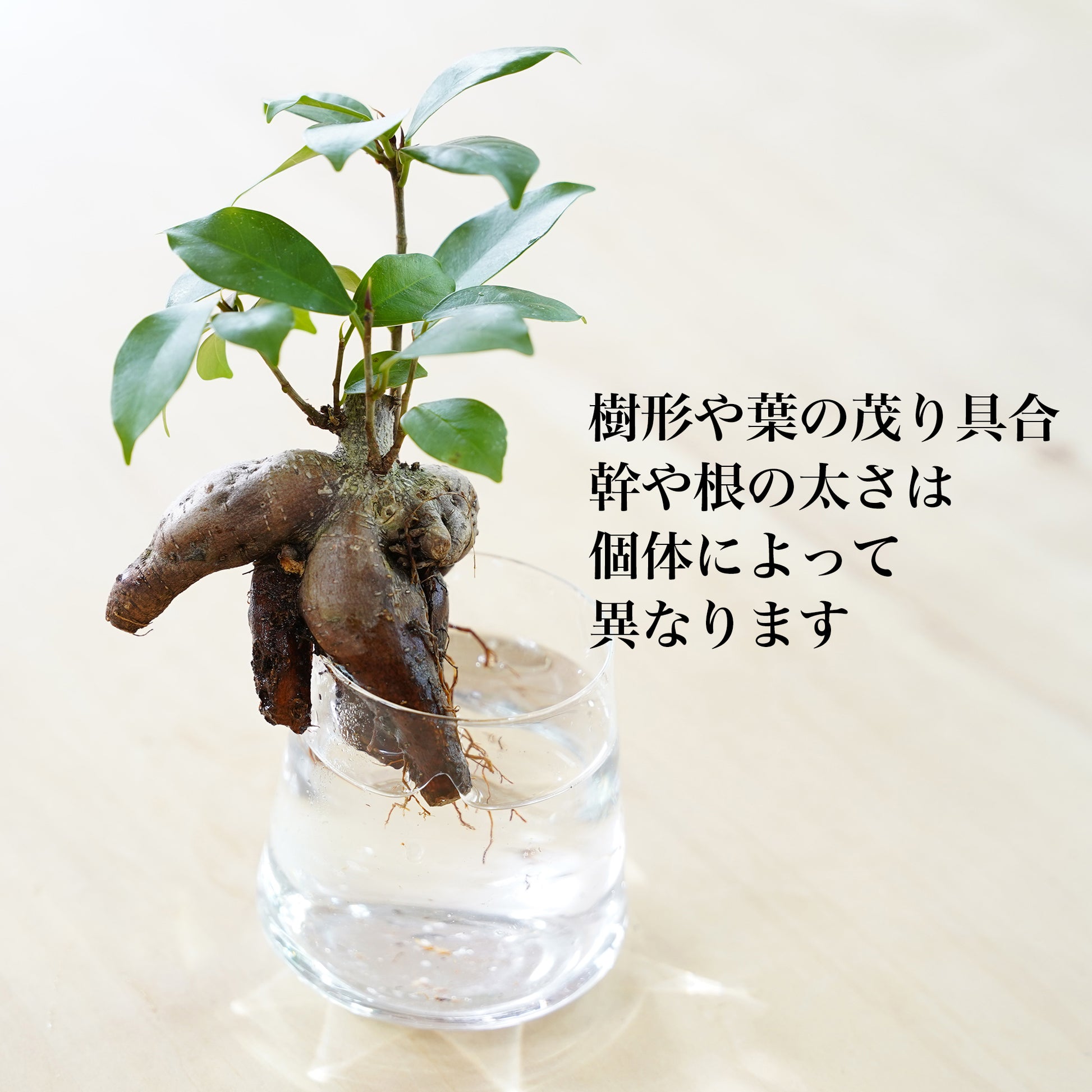 ガジュマルの水耕栽培