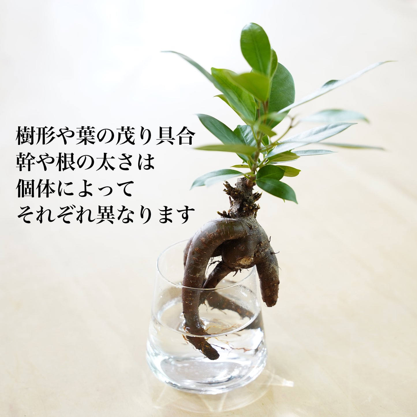 ガジュマルの水耕栽培