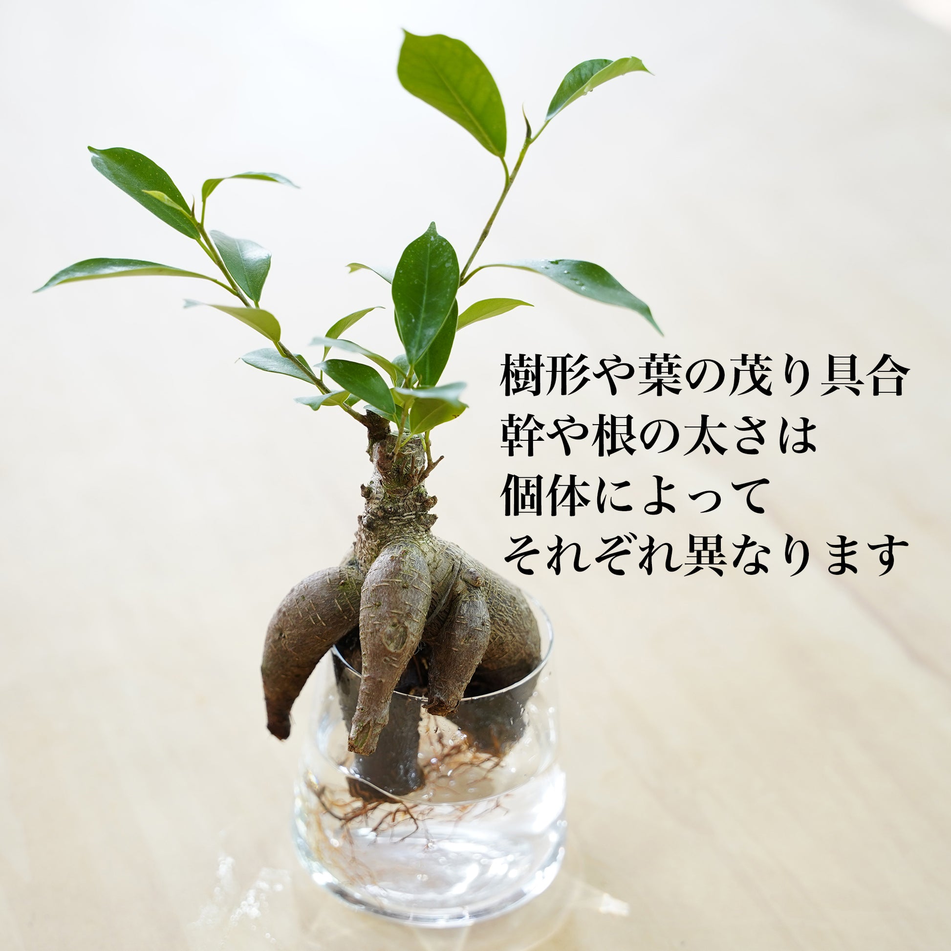 水耕栽培のガジュマル