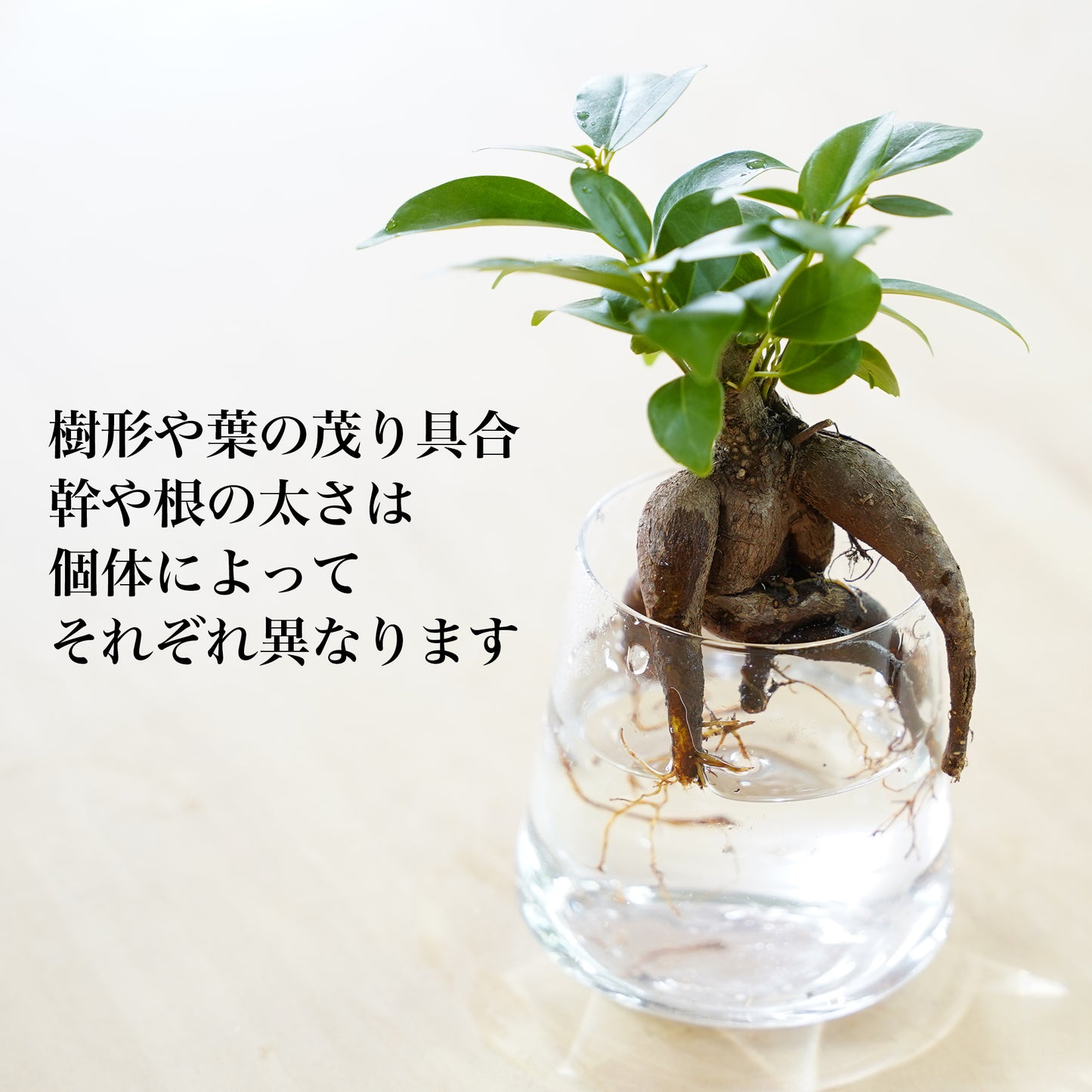 水耕栽培のガジュマル