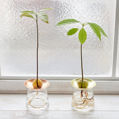 アボカドの種の水耕栽培