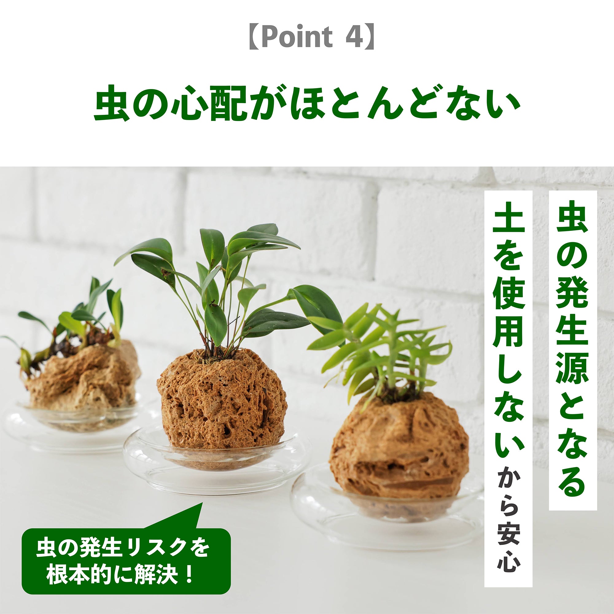 セラトスティリス フィリピネンシス｜水耕栽培のラン – WOOTANG 水耕