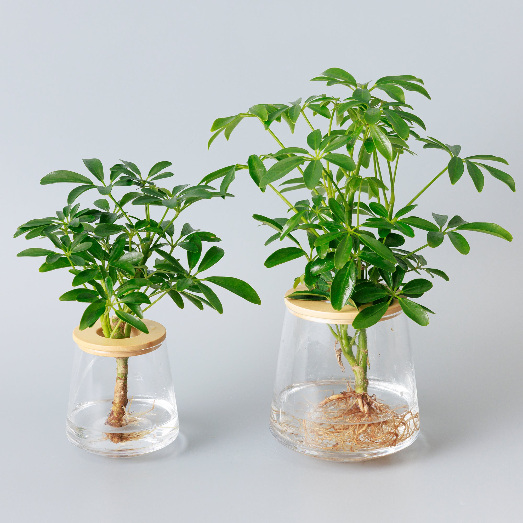 シェフレラ（カポック）｜水耕栽培の観葉植物 – WOOTANG 水耕栽培の