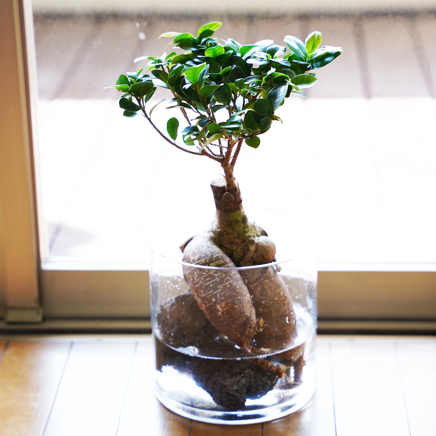 ガジュマル3L（1点もの）