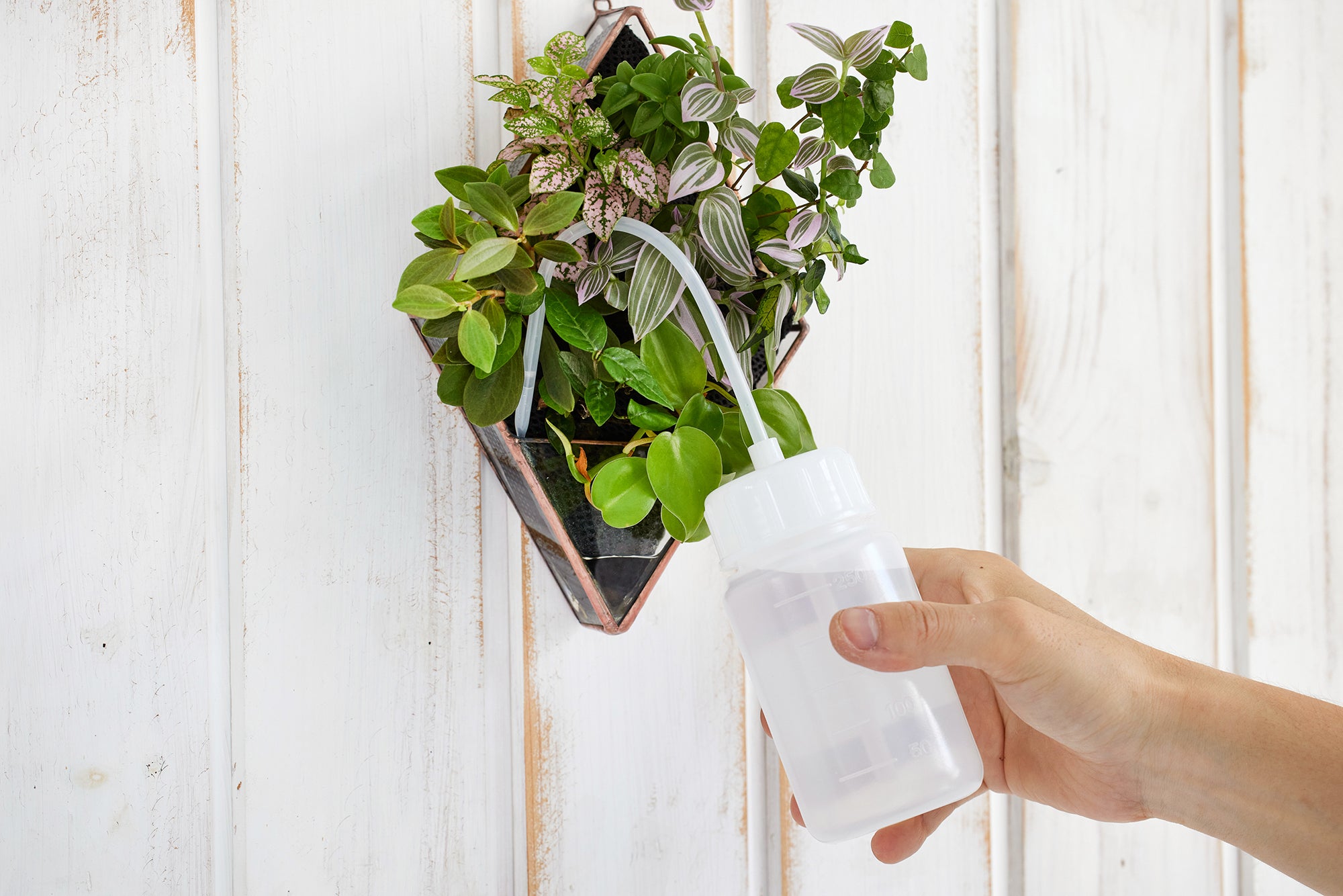 壁掛け用の水耕栽培の観葉植物