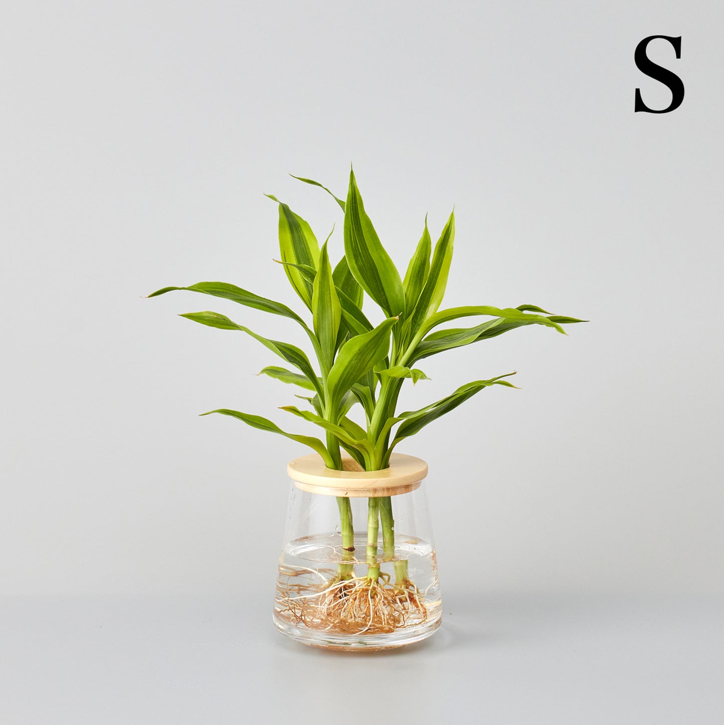 ドラセナサンデリアーナの水耕栽培