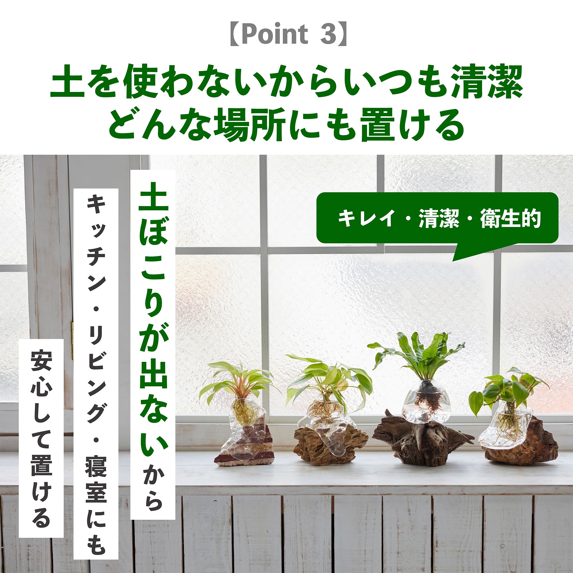 観葉植物の水耕栽培