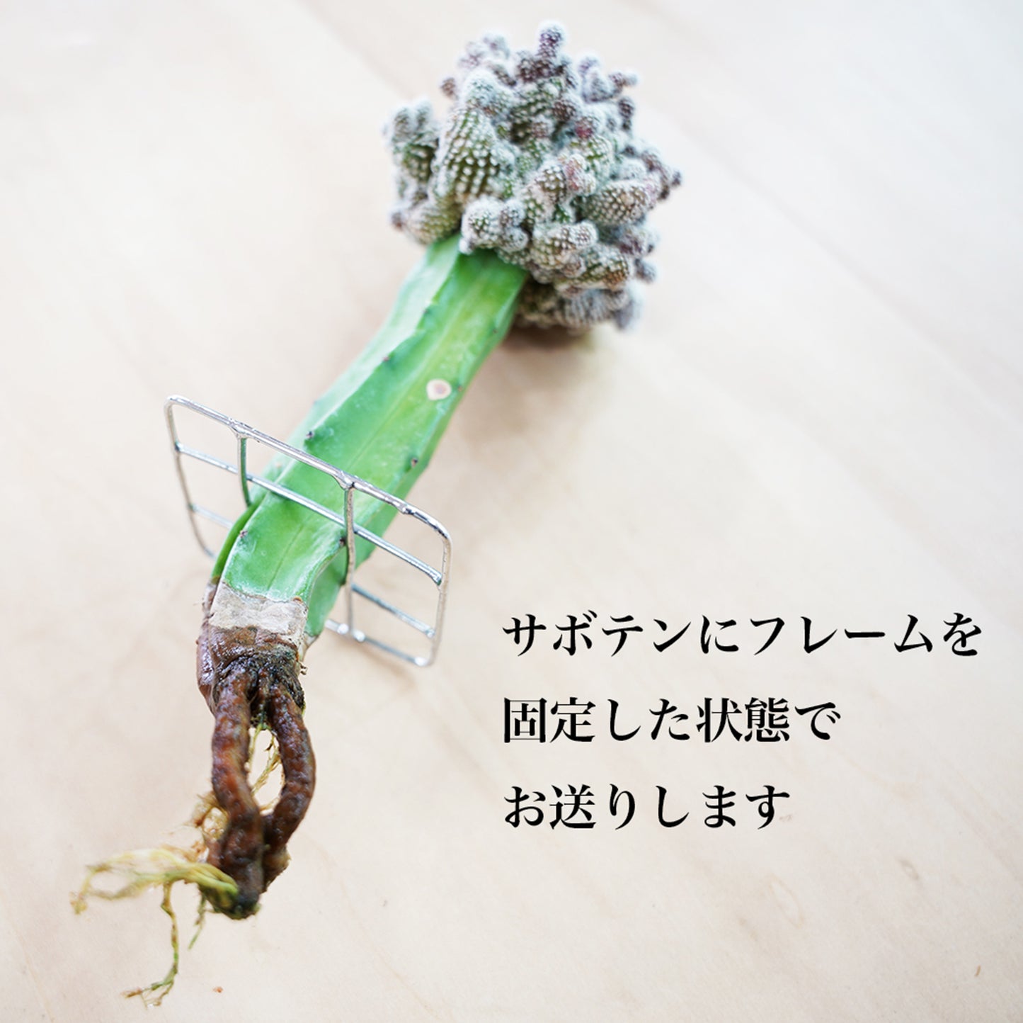 コピアポアテヌイシマの水耕栽培