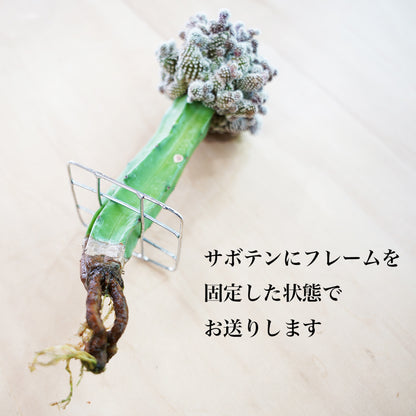 コピアポアテヌイシマの水耕栽培