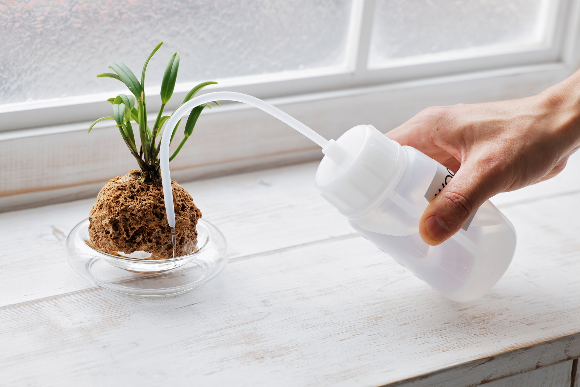 蘭（ラン）の水栽培