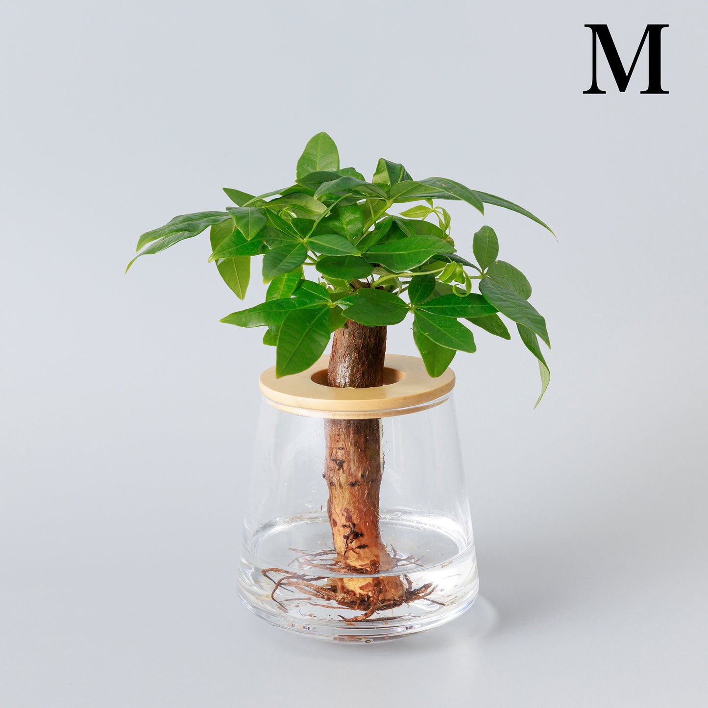 パキラ｜水耕栽培