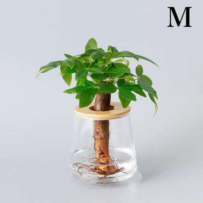 パキラ｜水耕栽培