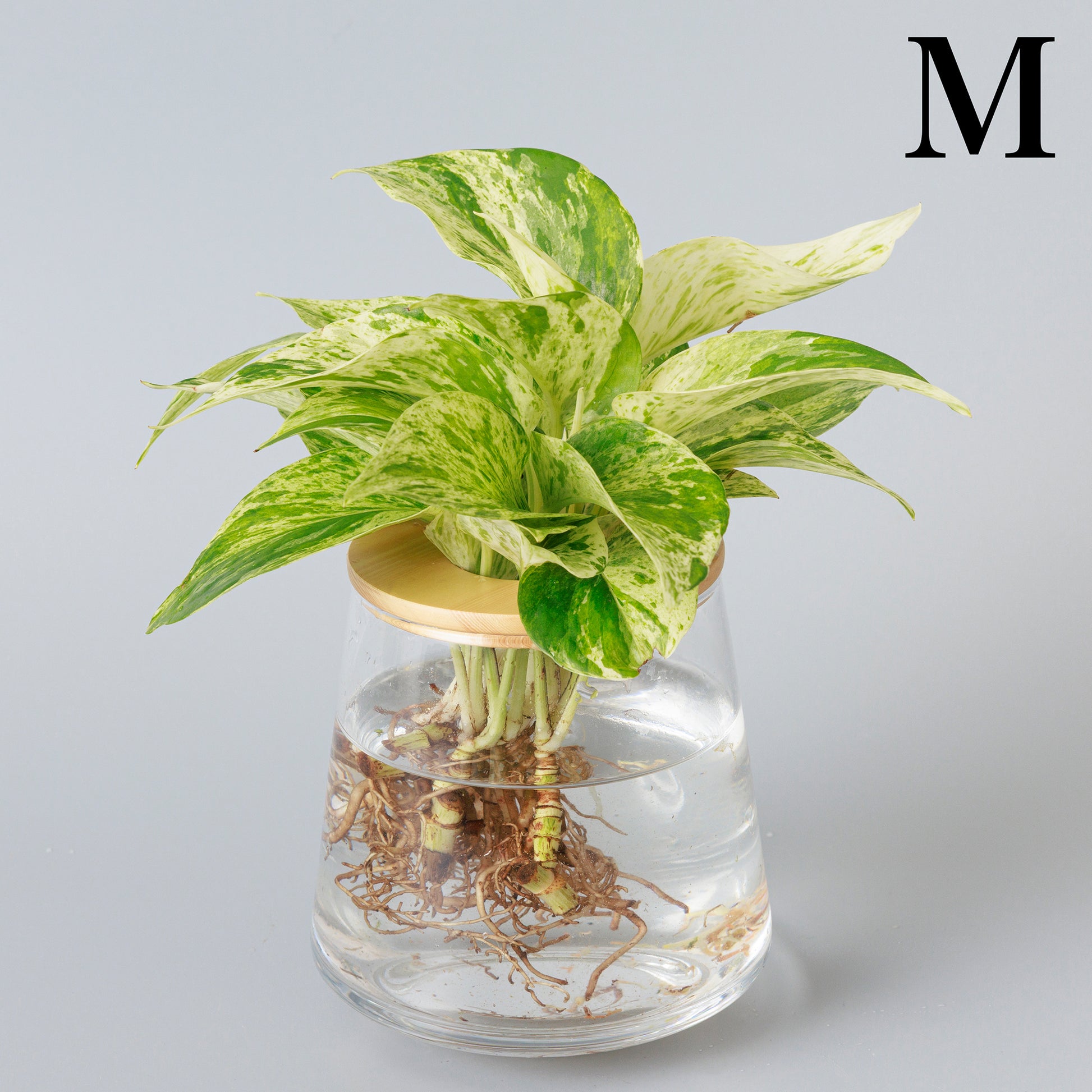 ポトス 水耕栽培