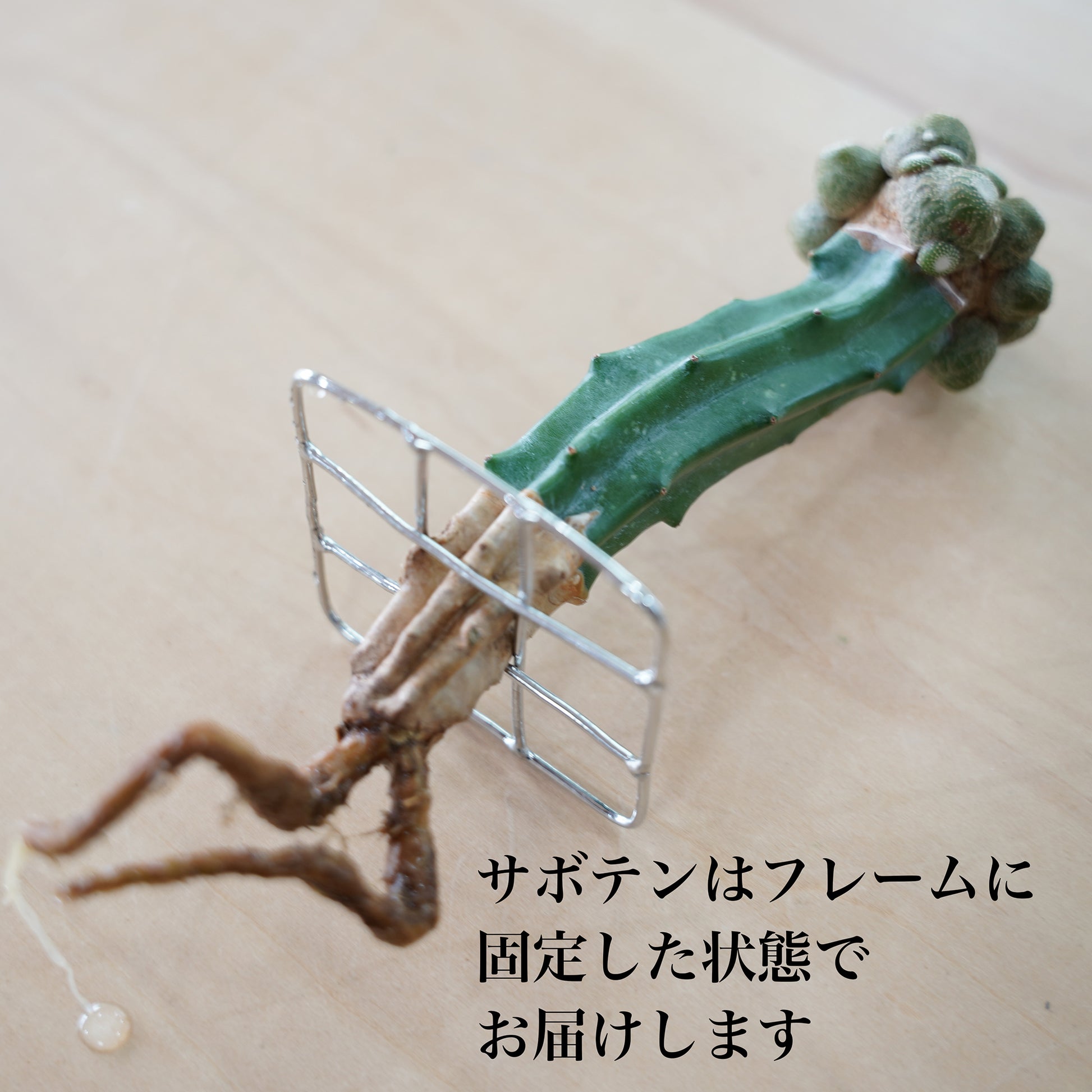 松露玉の水耕栽培