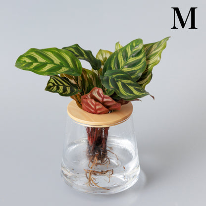 カラテア 水耕栽培