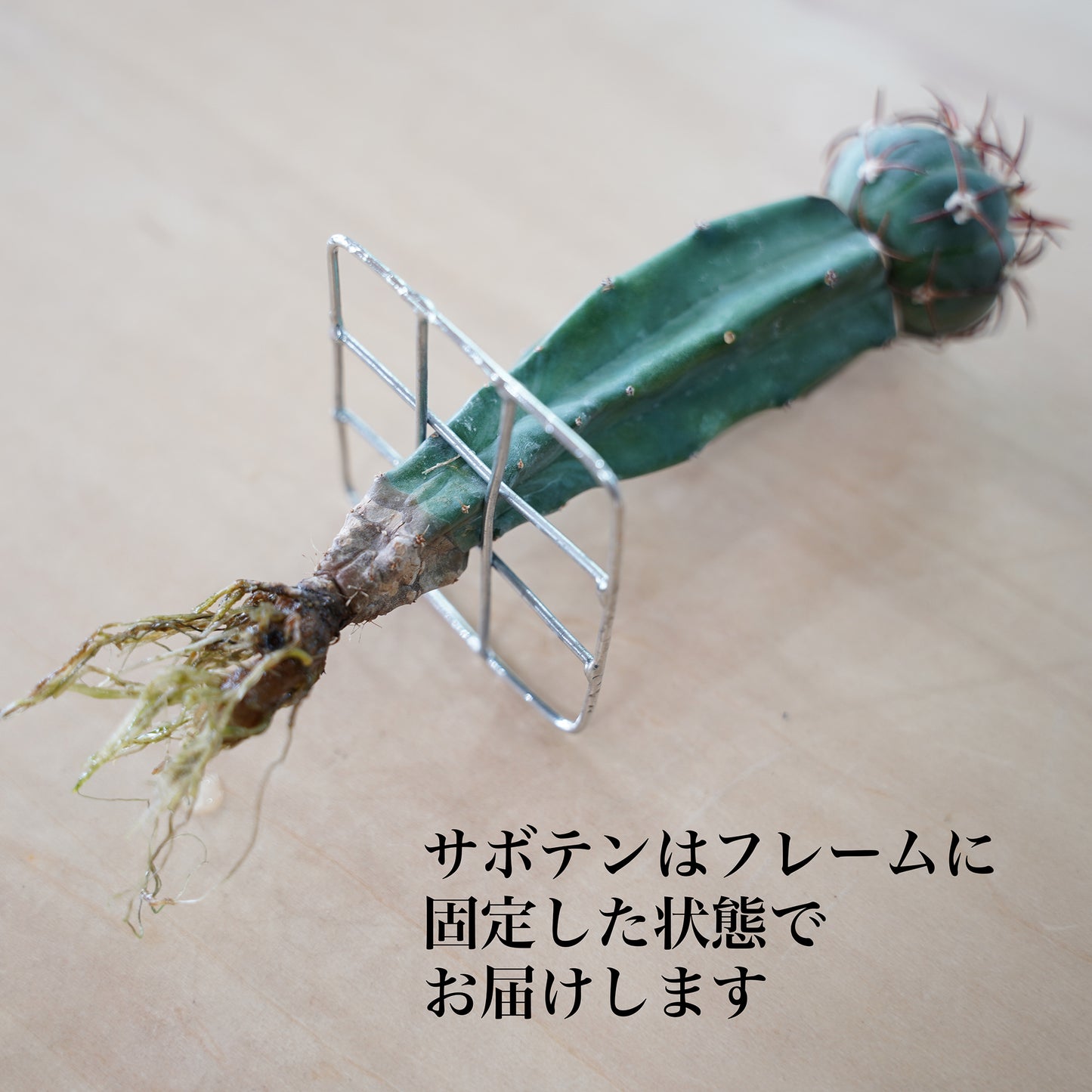 エキノカクタス尖紅丸の水耕栽培