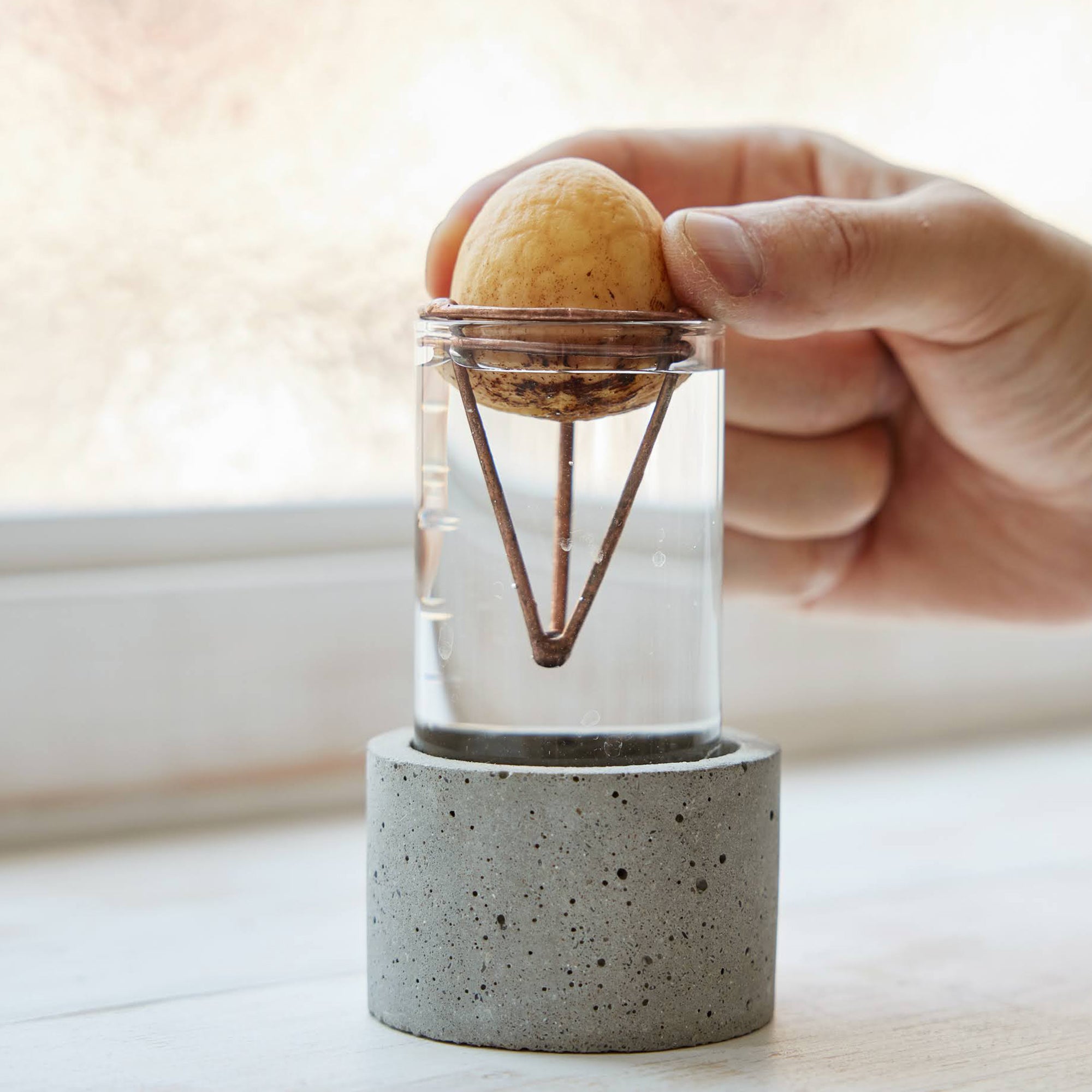 アボカド栽培Vase（限定バージョン）｜アボカドの種を水耕栽培するため