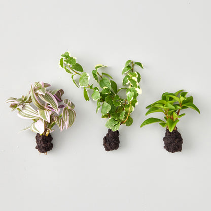 植え替え植物（壁掛け植物用）