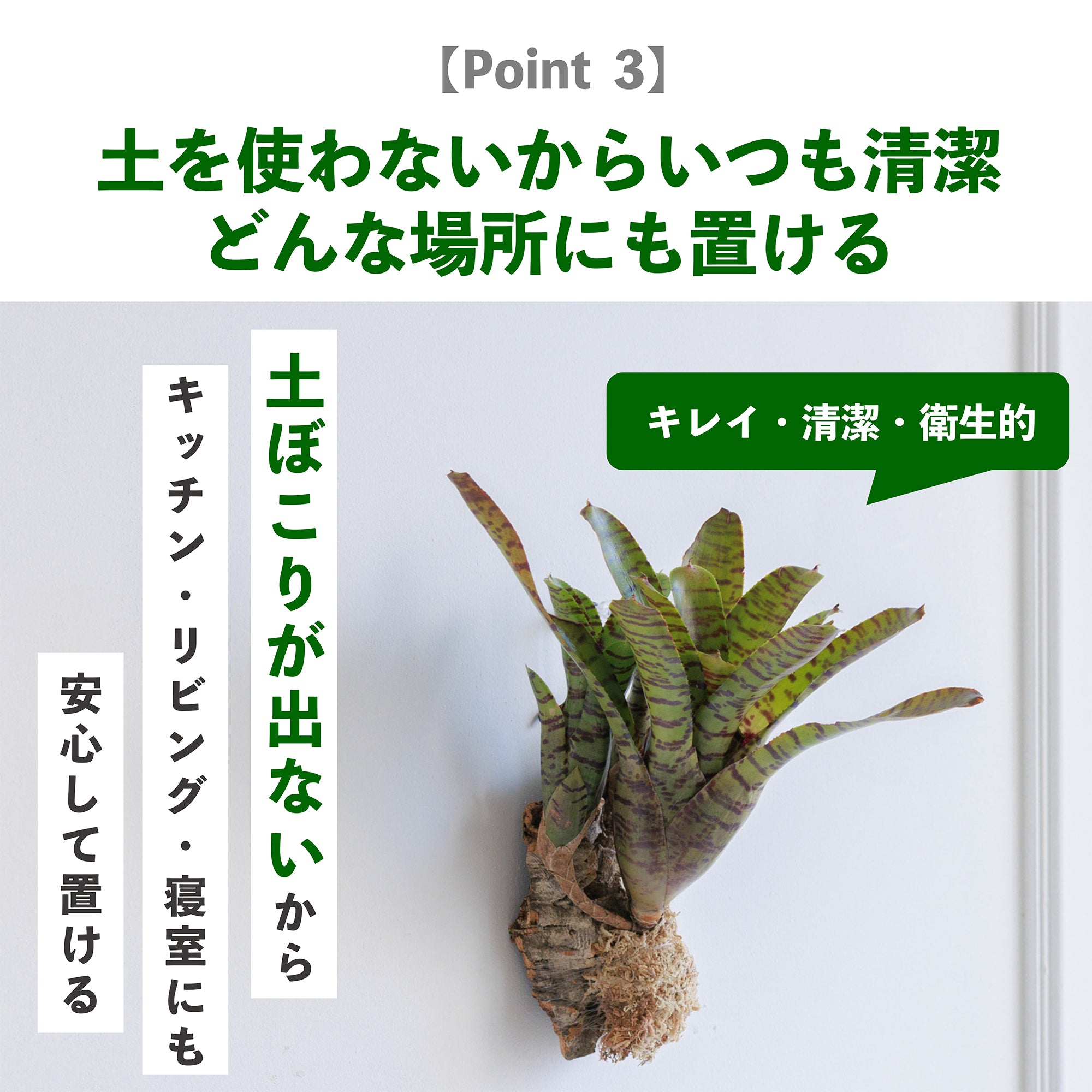 ブロメリアの育て方