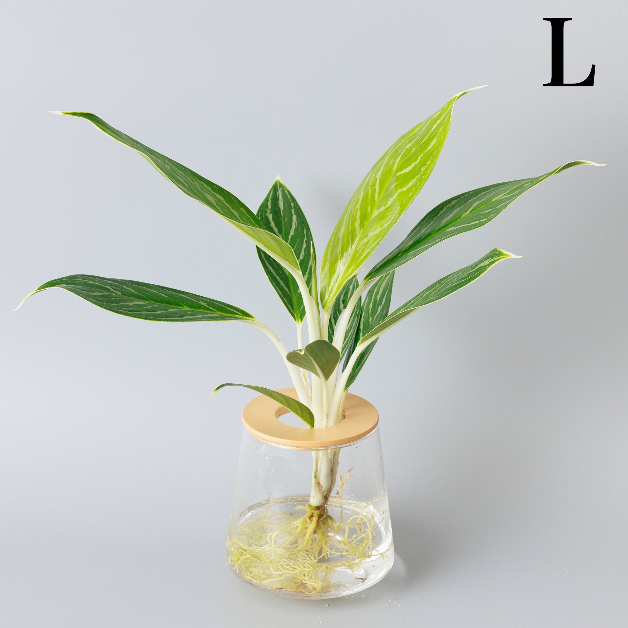 アグラオネマ ホワイトステム｜水耕栽培の観葉植物 – WOOTANG 水耕栽培