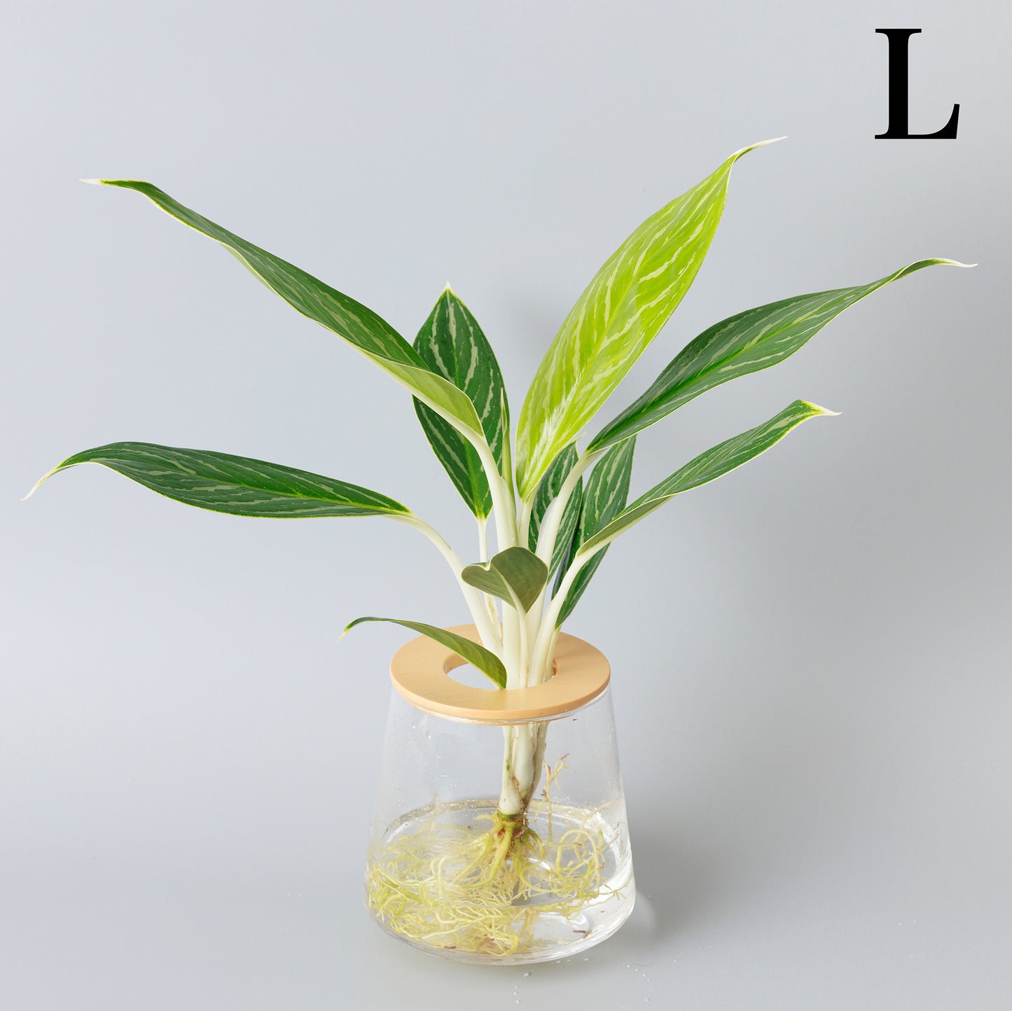 アグラオネマホワイトステム