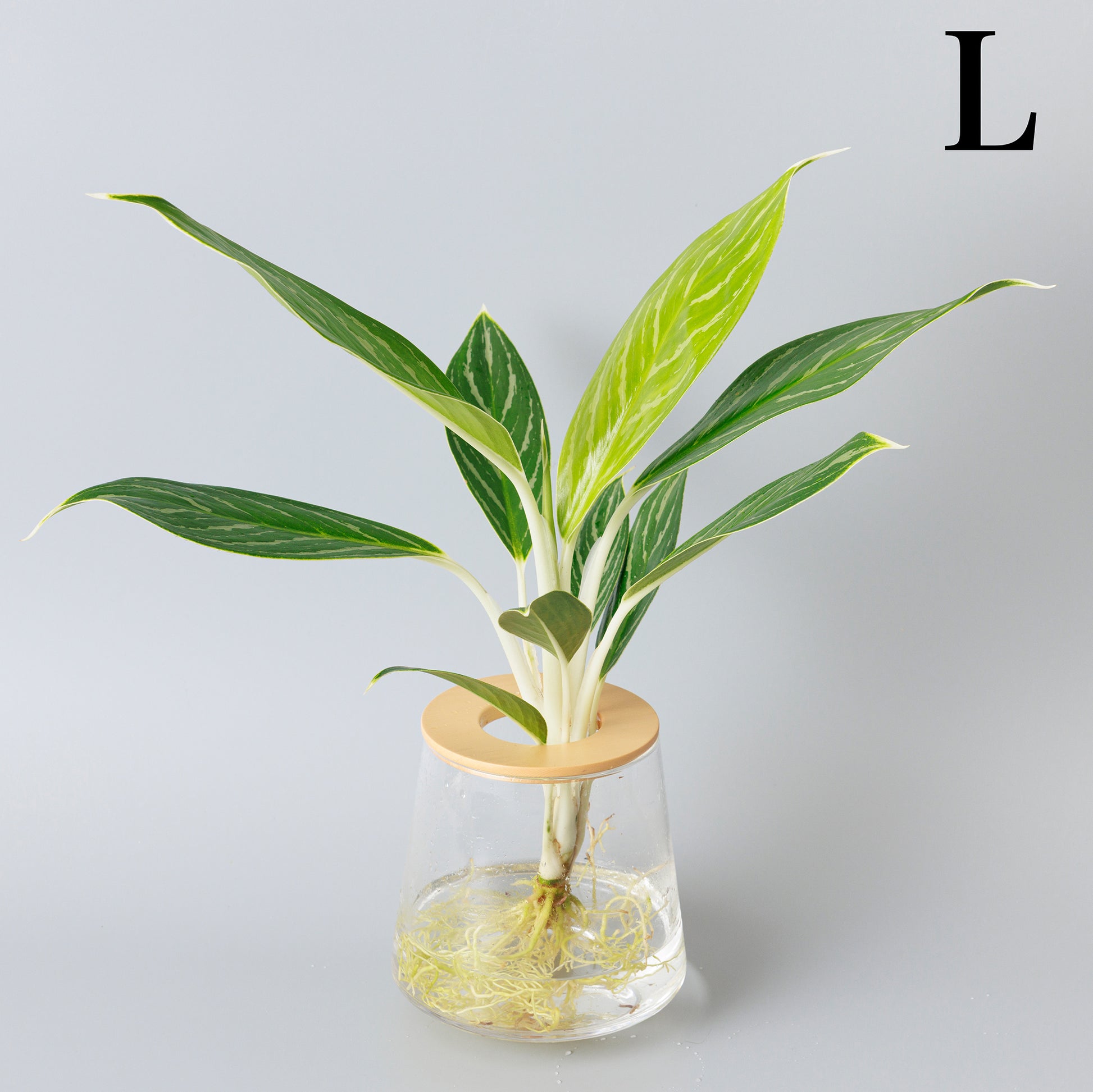 アグラオネマホワイトステム